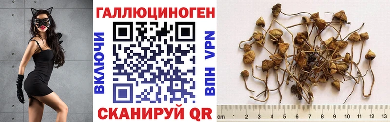 kraken сайт  Шагонар  Псилоцибиновые грибы Psilocybe 